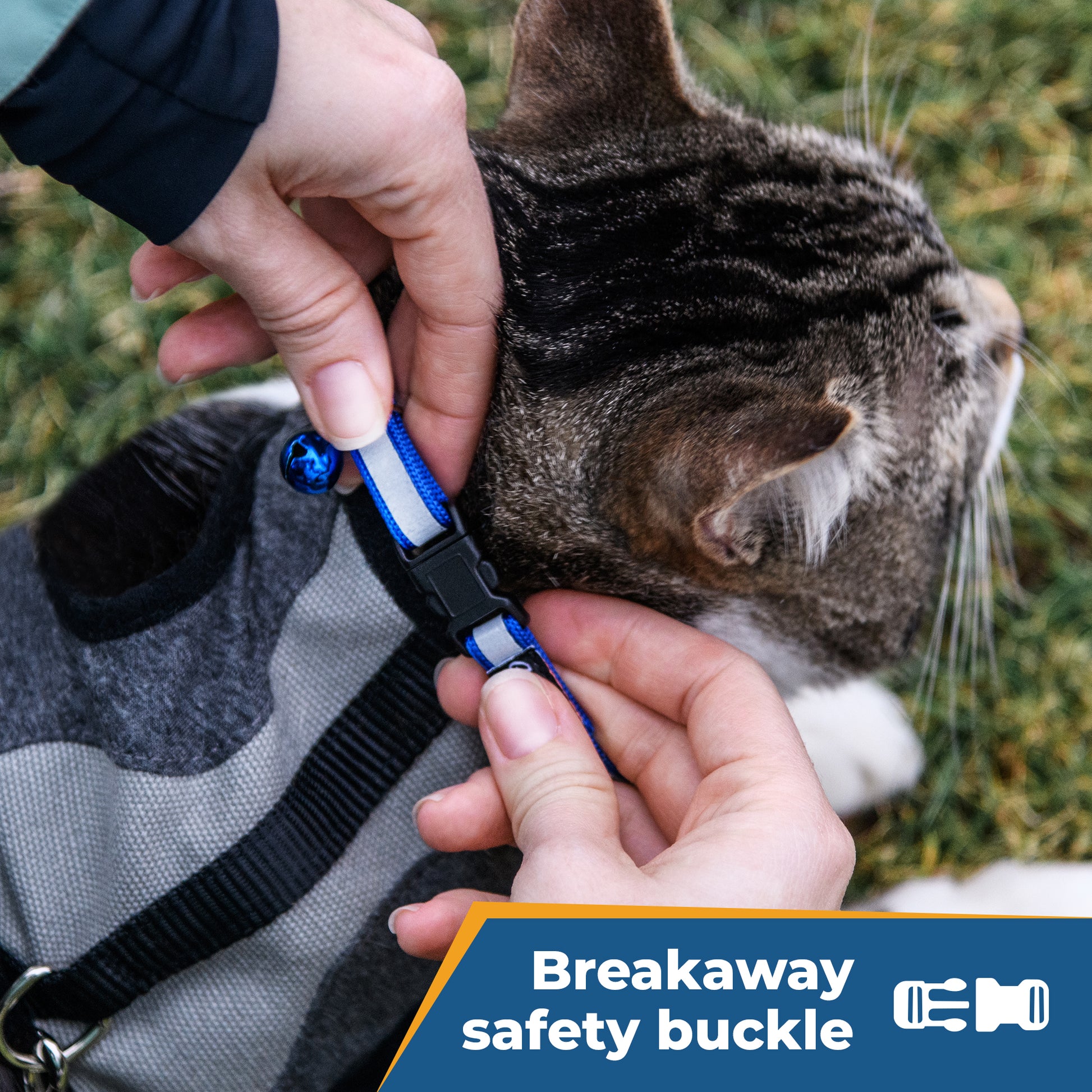Close-up of blue engraved reflective breakaway cat collar on a cat showing reflective strip and breakaway buckle