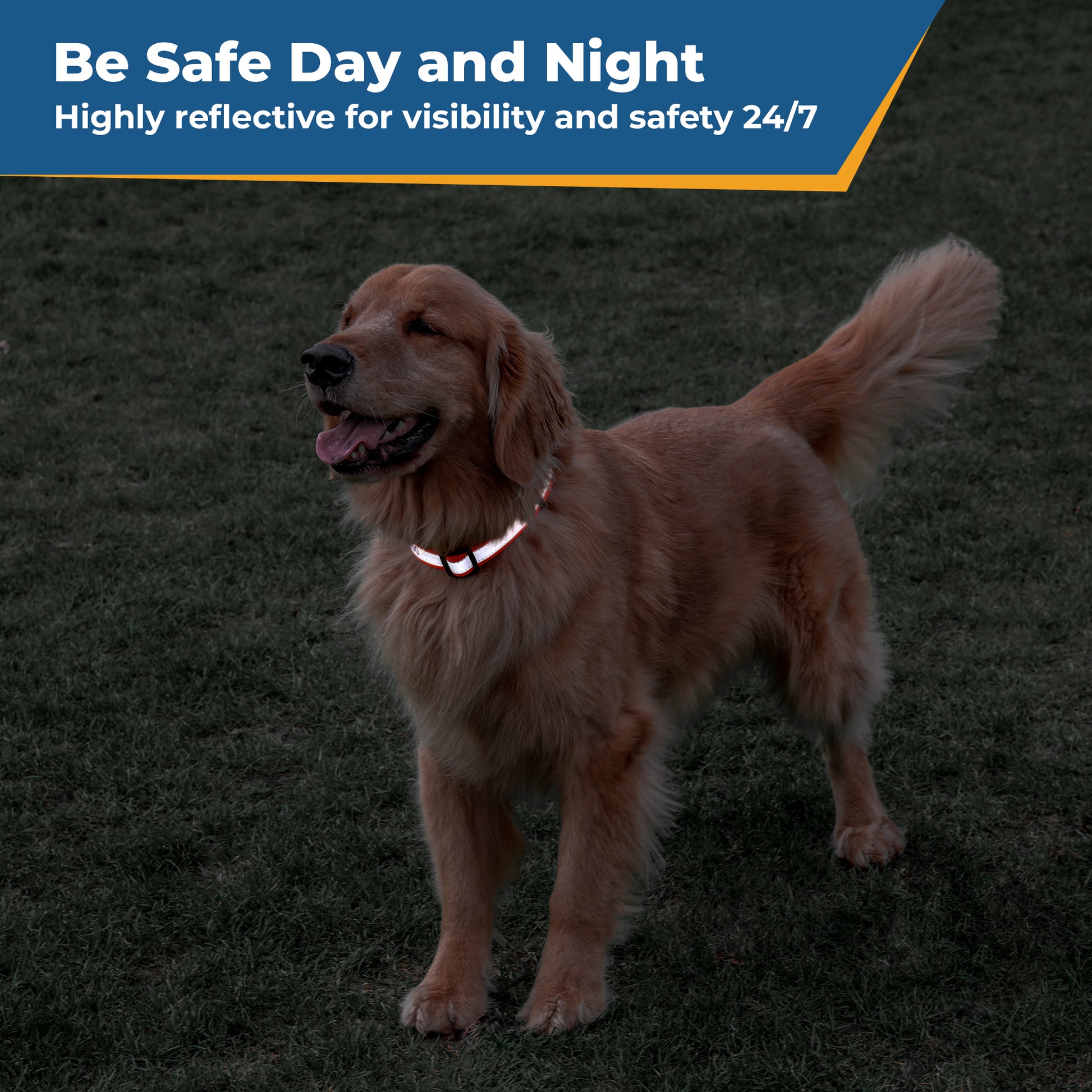 Be Safe Day and Night: dog wearing personalized reflective embroidered collar at dusk for increased visibility
