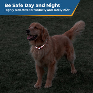Be Safe Day and Night: dog wearing personalized reflective embroidered collar at dusk for increased visibility