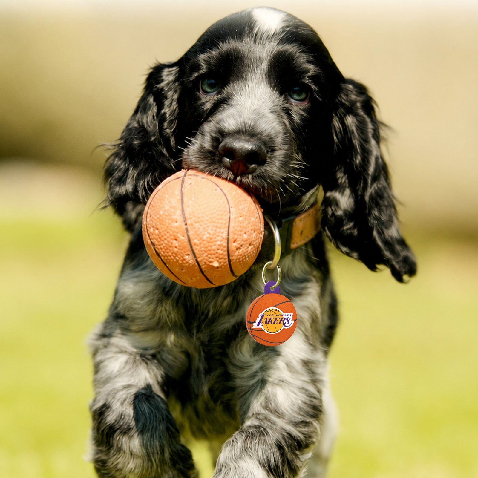 Puppy running on grass carrying a small basketball in its mouth and wearing a collar tag with the Lakers logo