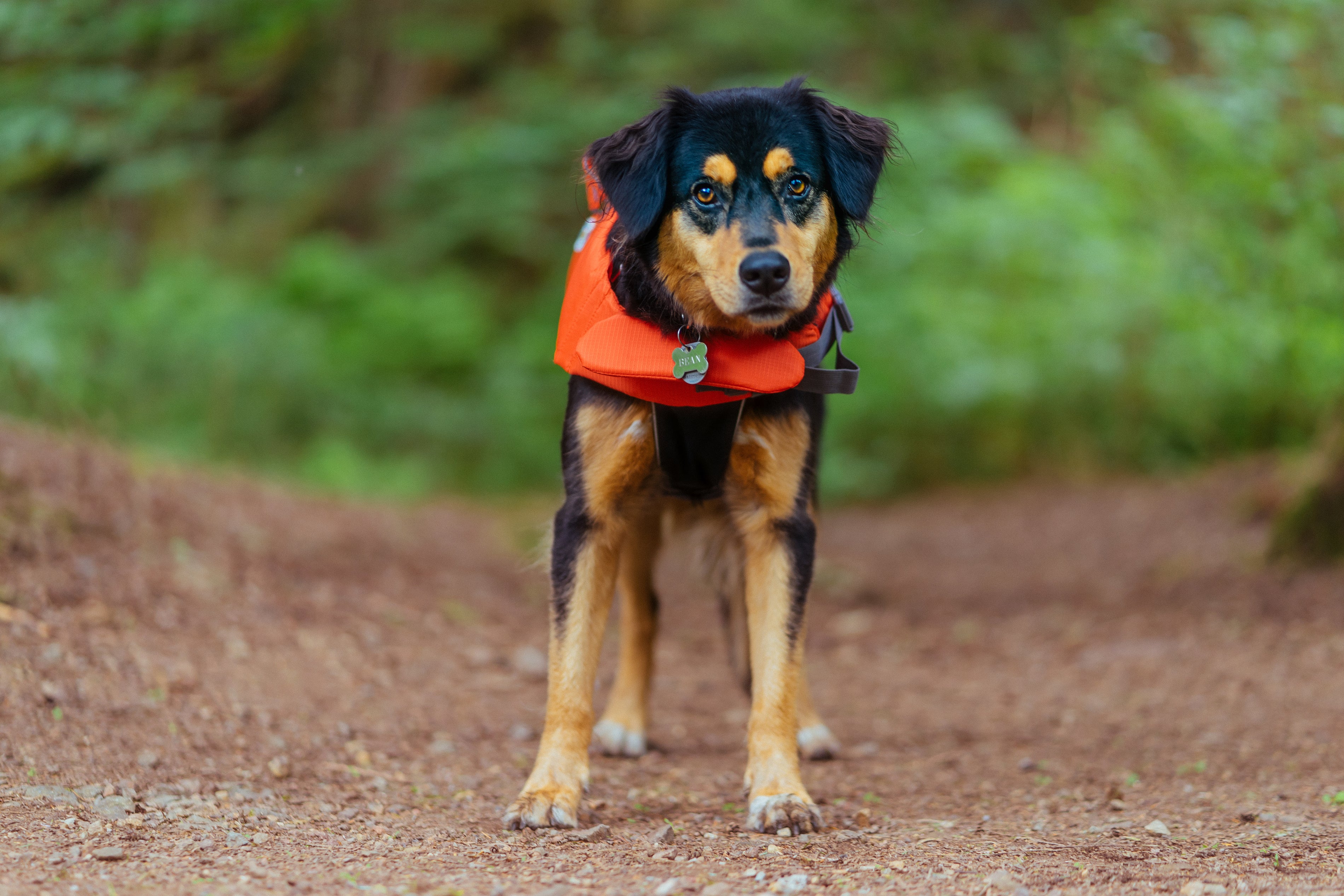 Dog standing on a forest trail wearing an orange life jacket with a visible collar tag