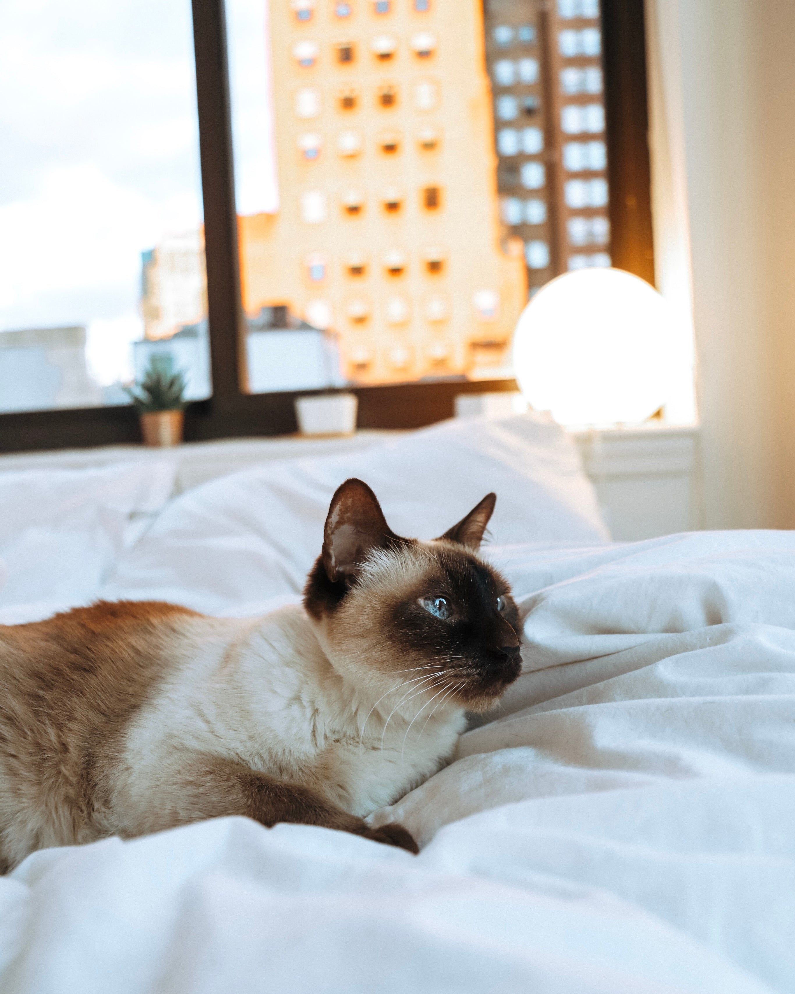 Siamese cat lying on white bedding by a window with city buildings visible and a glowing bedside lamp