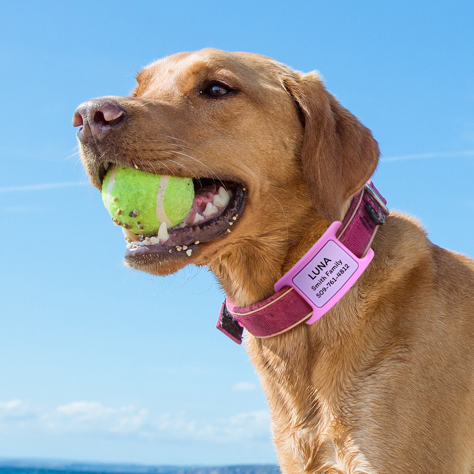 Three-quarter view of pink silent silicone pet ID tag engraved LUNA Smith Family 509-764-1812 on a dog collar with blue sky