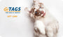 Front of GoTags gift card showing GoTags logo and a playful brown and white puppy on a light background