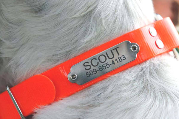 GoTags Waterproof Orange Hunting Dog Collar with Stainless Steel Rivet on Nameplate ID Tag Personalized Engraved